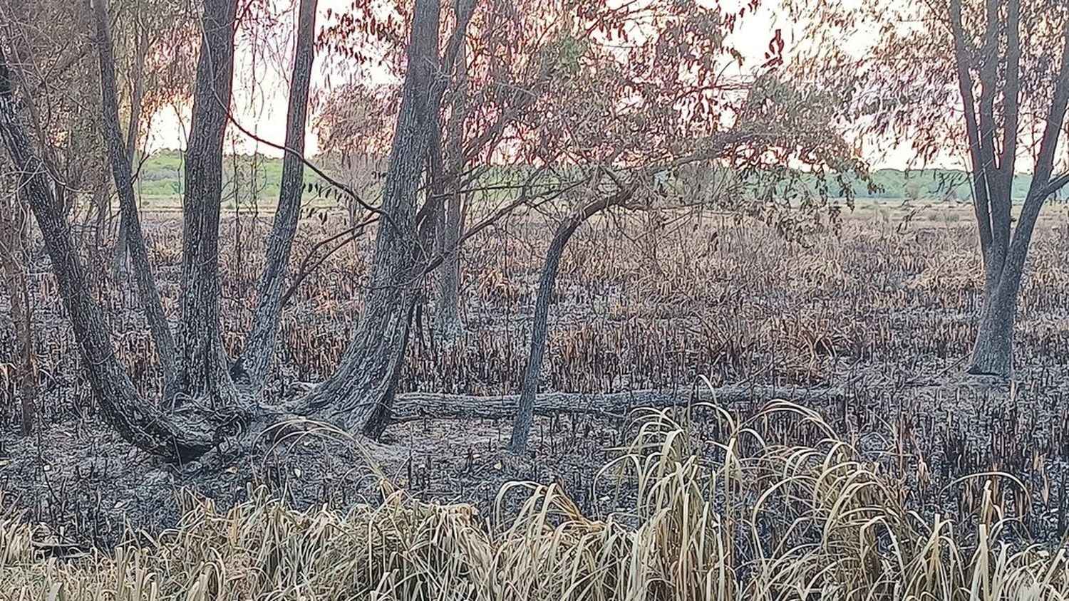 Devastadoras imágenes del incendio en el Parque Nacional Ciervo de los Pantanos de Campana