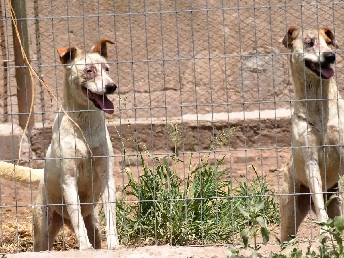 Pese a la pandemia, las castraciones redujeron  la superpoblación de perros 
