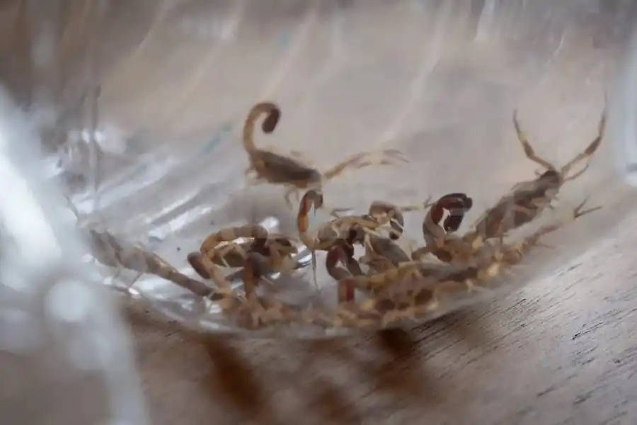 En la región de Santa Fe predomina el alacrán conocido como tityus trivittatus.