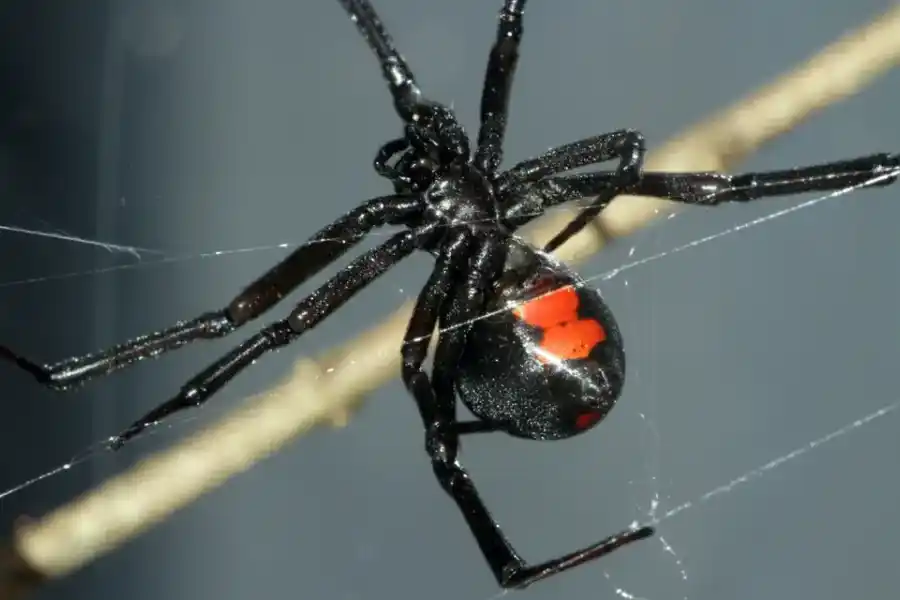 Quería ser Spiderman: un niño de 8 años se hizo picar por una viuda negra y terminó internado