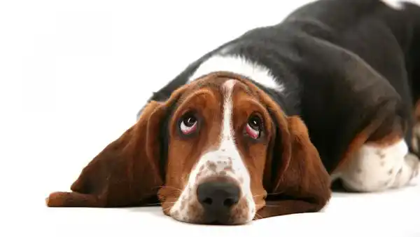 Los perros pueden y saben manipular a sus dueños