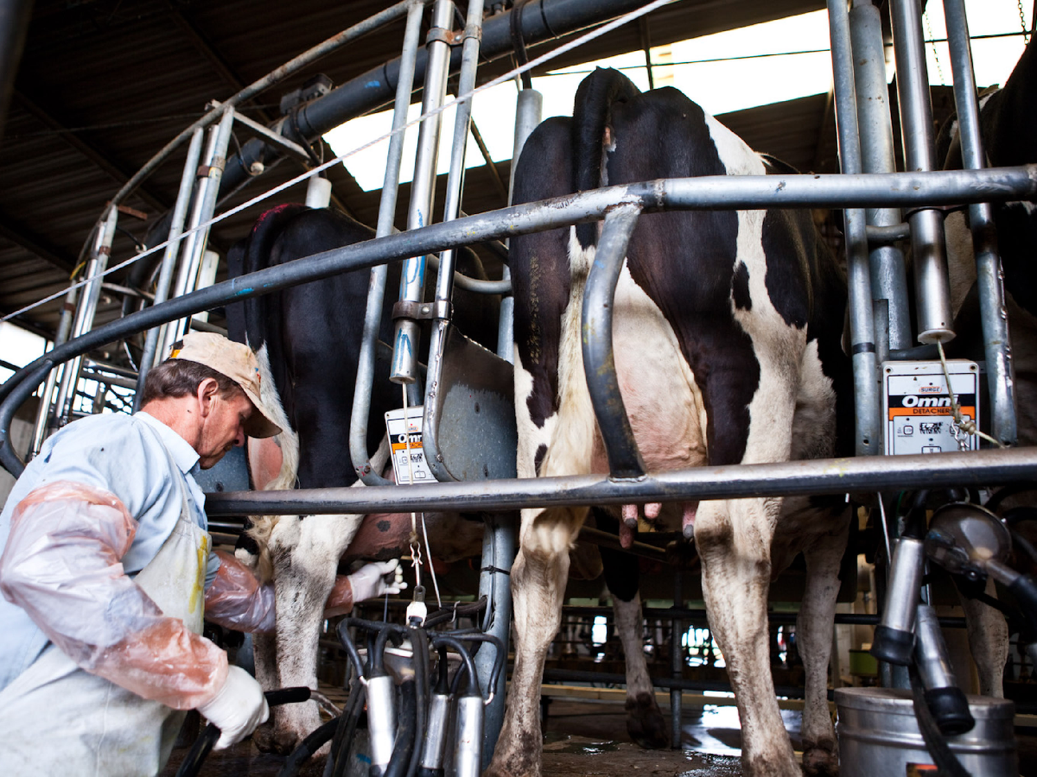 Córdoba es la que más leche produce con 2800 tambos activos