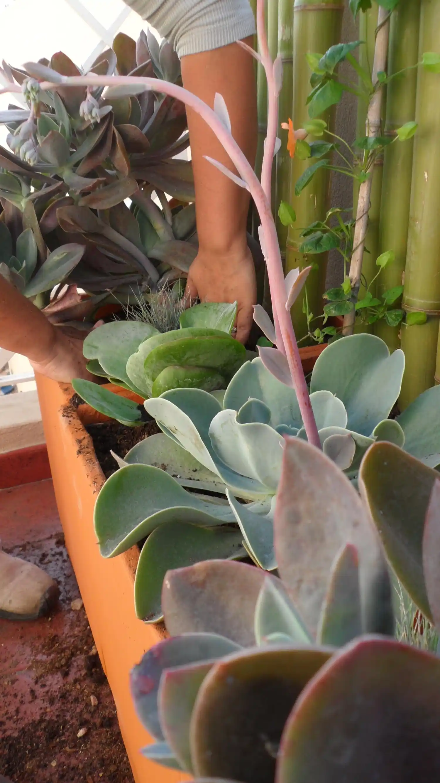 ¿Poco espacio?…¡Mucha creatividad!