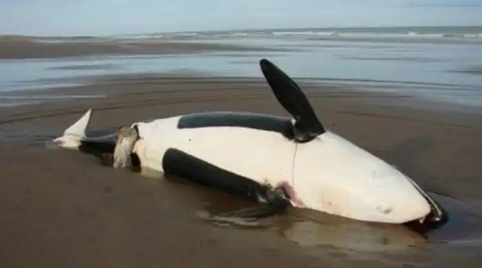 Apareció orca muerta en la costa de Claromecó