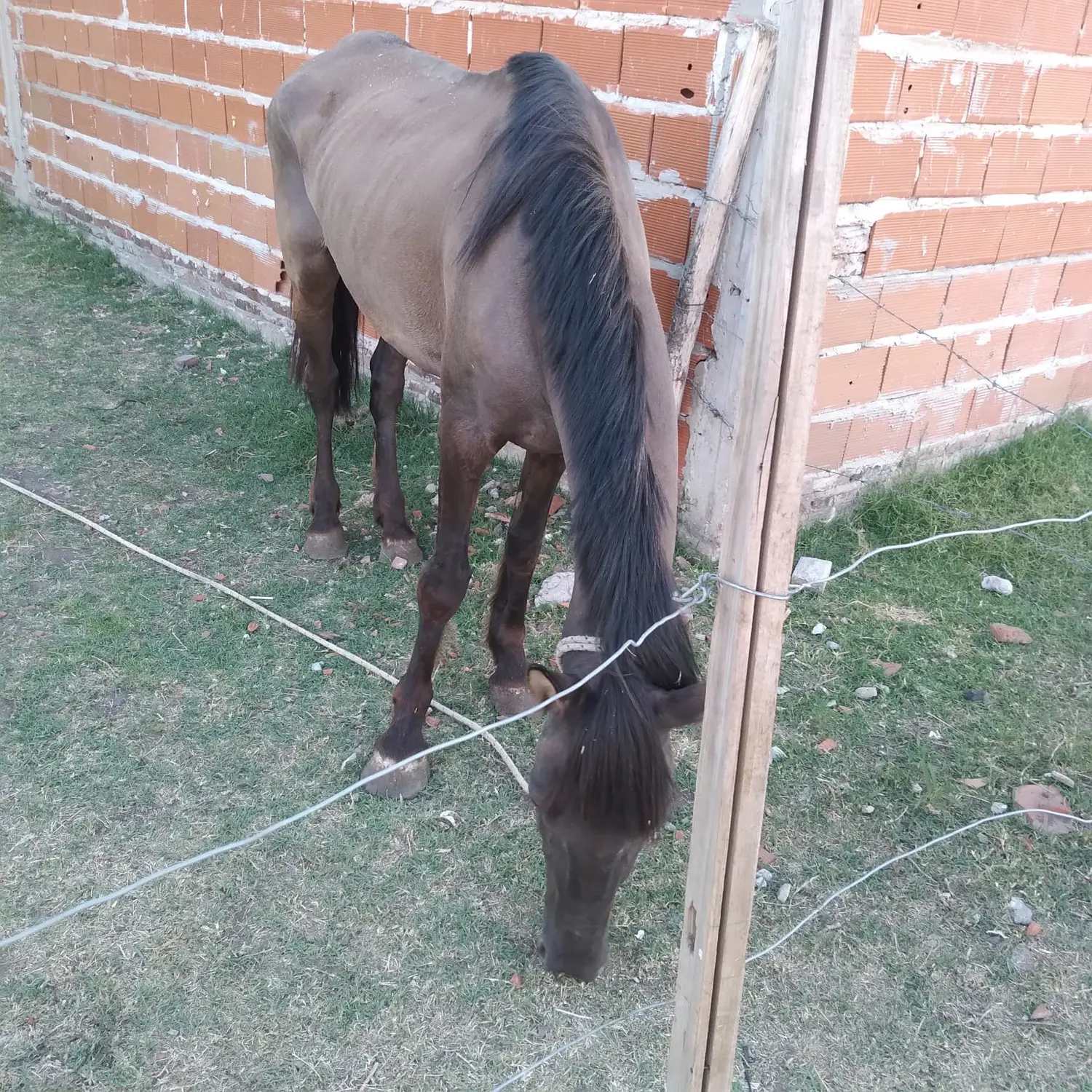 Ludmila envió la foto del estado en que estaba el animal cuando fue adquirida por su hermano Braial Lobos.