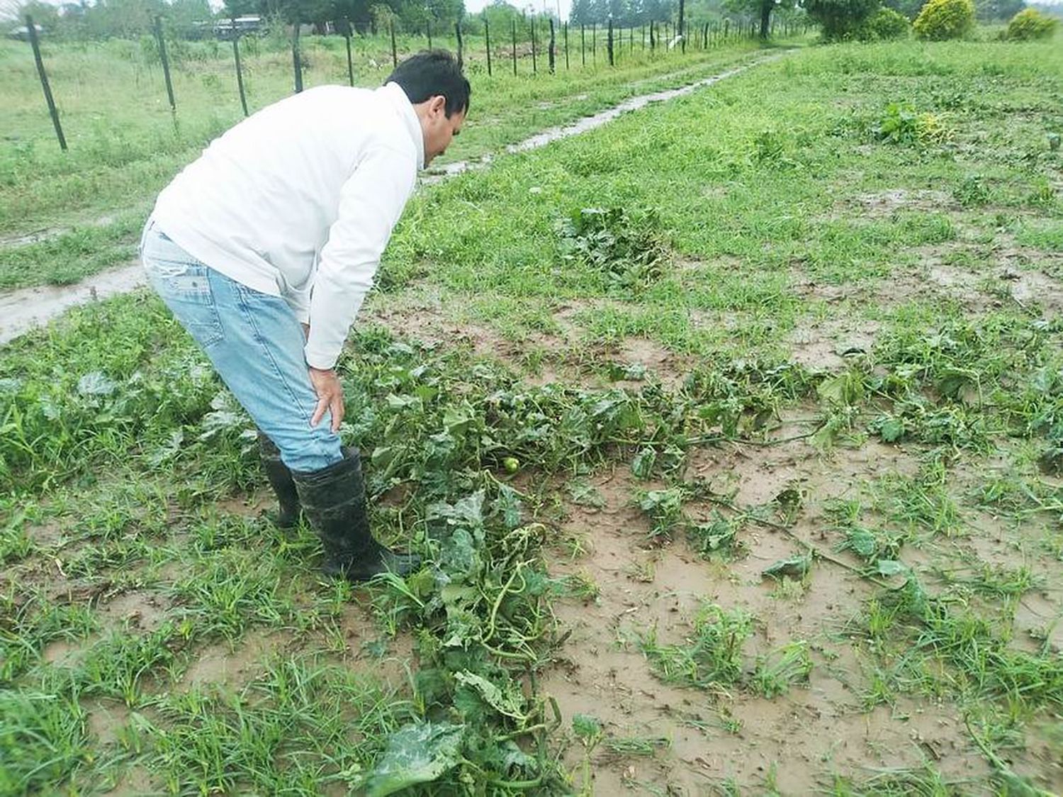 Intendentes valoran la declaración de 
emergencia agrícola dispuesta por Insfrán