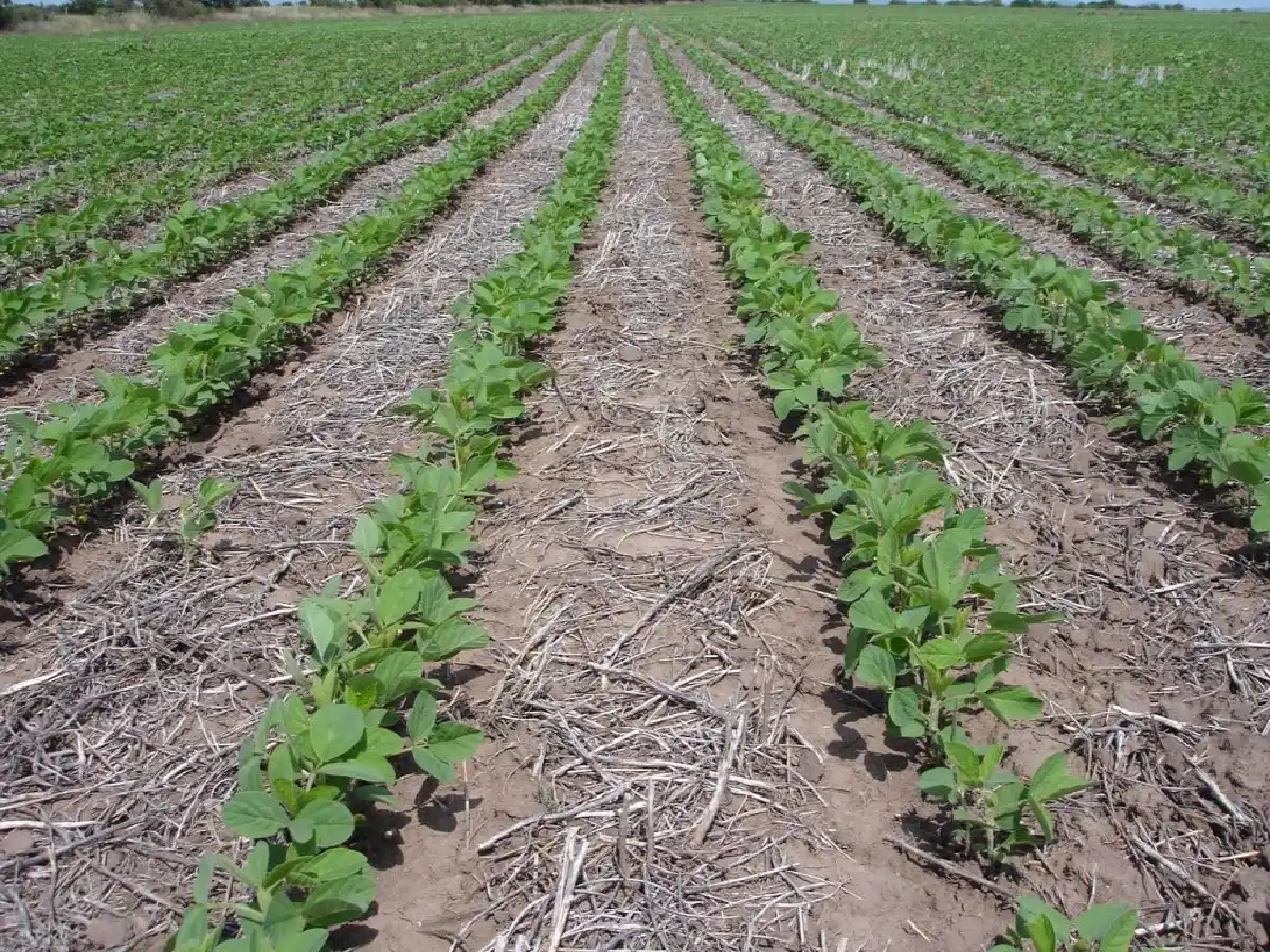 Córdoba: la siembra de granos gruesos alcanzaría 7 millones de toneladas  