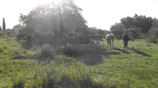 Continúan con los operativos por delitos en ámbito rural