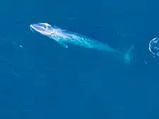 La ballena azul.