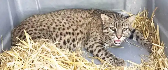 Entre Ríos trabaja en la  reintroducción de fauna  nativa en sus áreas naturales protegidas