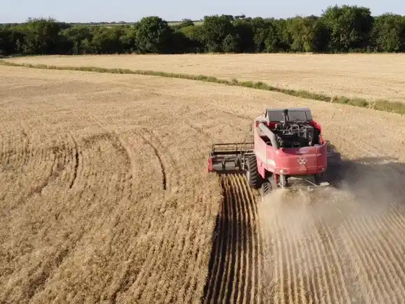 Trigo: relación con el costo de siembra y de flete