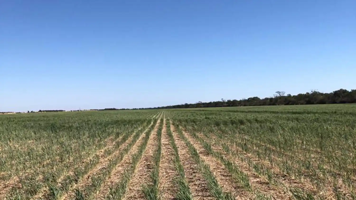 Productores afectados por la sequía podrán acceder a los beneficios del Gobierno nacional