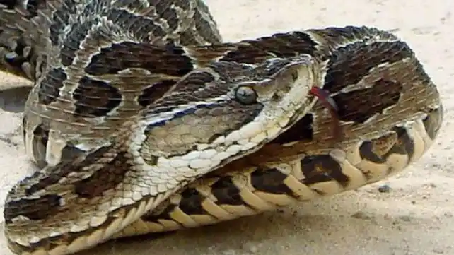 Rosario: un joven fue atendido por una mordedura de yarará