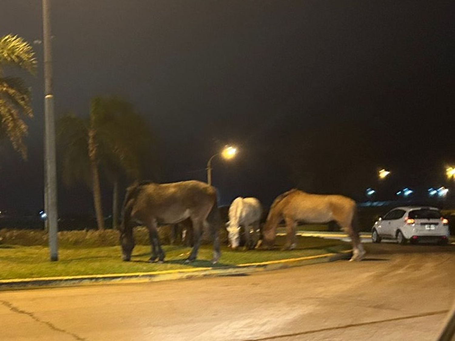 caballos rtonda