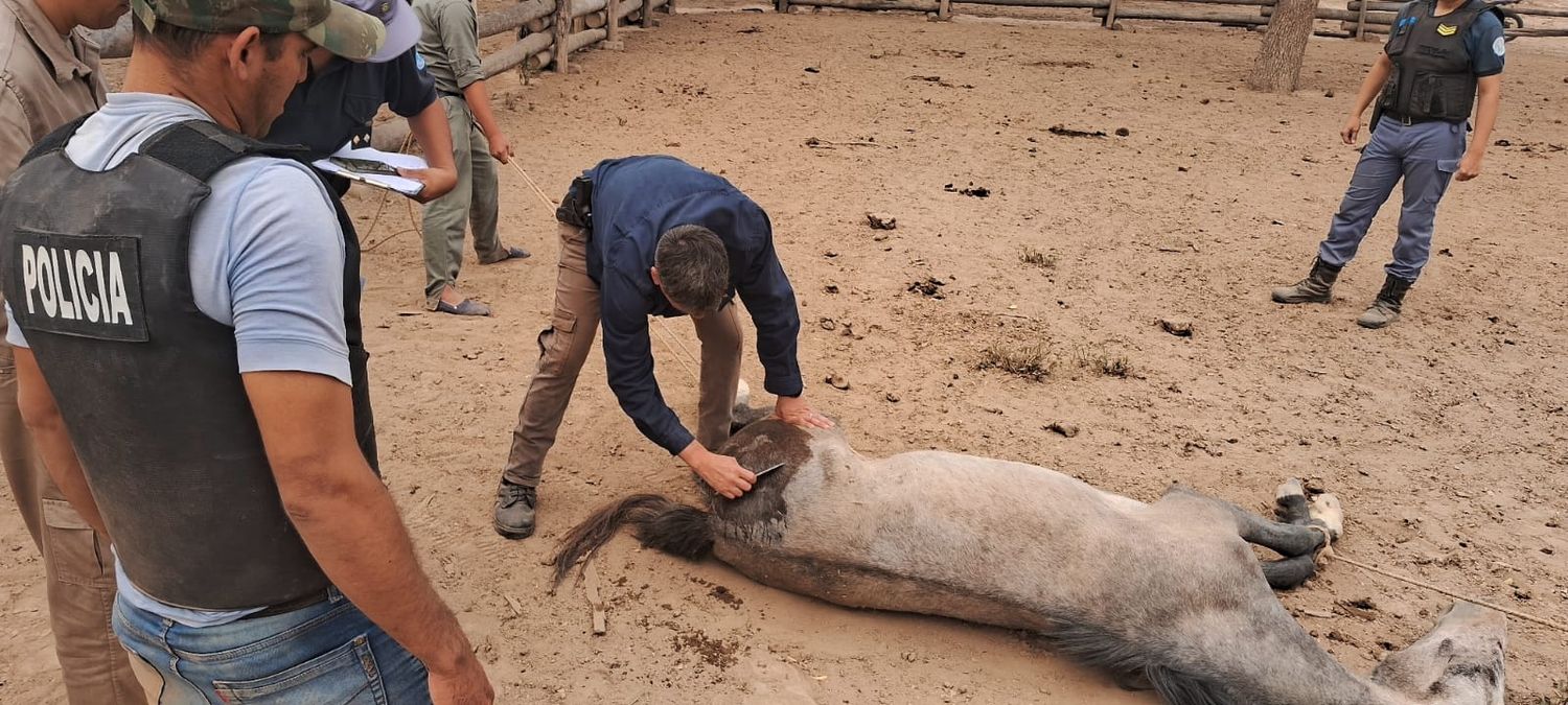 La Policía secuestró 24 caballos y demoró a tres sujetos en Guadalcazar