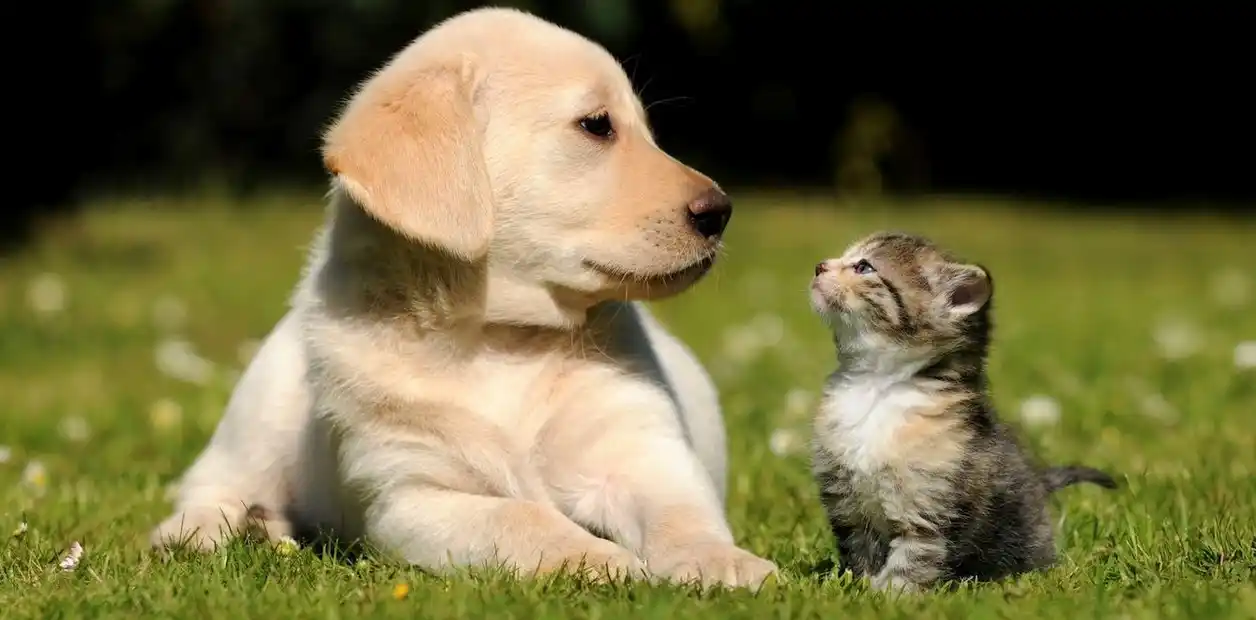 Para participar de la actividad se deberá aportar medio kilo de alimento para perros.