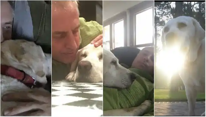 Murió Wylie, el perro de Marley: "Gracias por tanto amor"