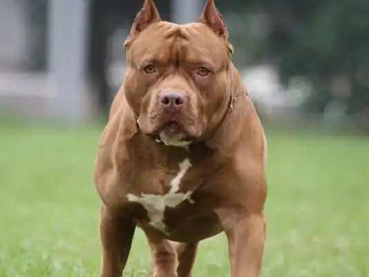 Mar del Plata: Un Pitbull impidió el robo de una casa
