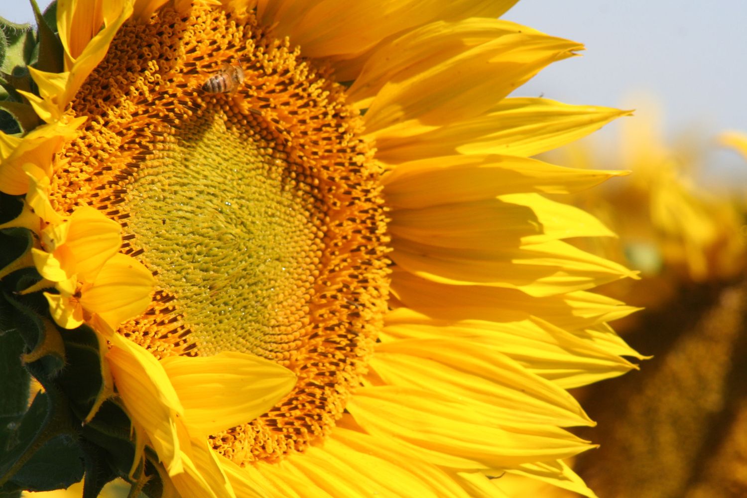 Los agroquímicos afectan capacidades clave de las abejas