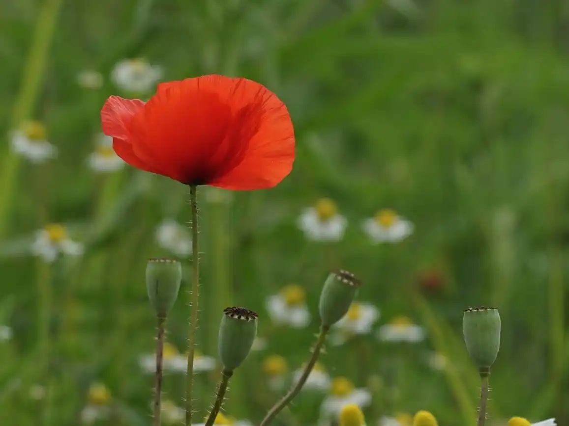 En la muestra habrá obras de Malú Di Donato y Laura Cow.