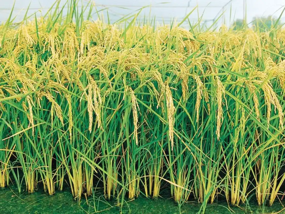 San Salvador vuelve a ser capital del arroz con una jornada técnica de proyección internacional