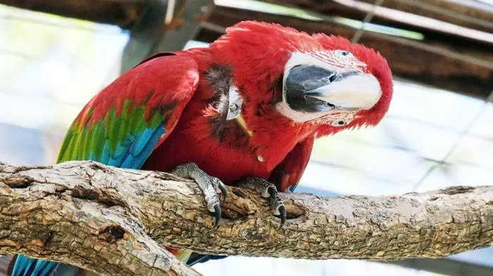 Extintos durante 150 años, los guacamayos rojos comienzan a poblar el cielo