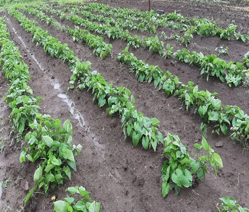 La batata, un cultivo cosmopolita y versátil