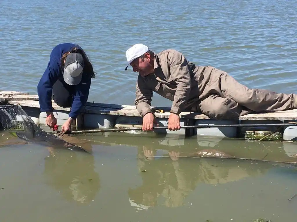 Trabajo técnico en laguna bonaerense para monitorear y fortalecer la producción pesquera.