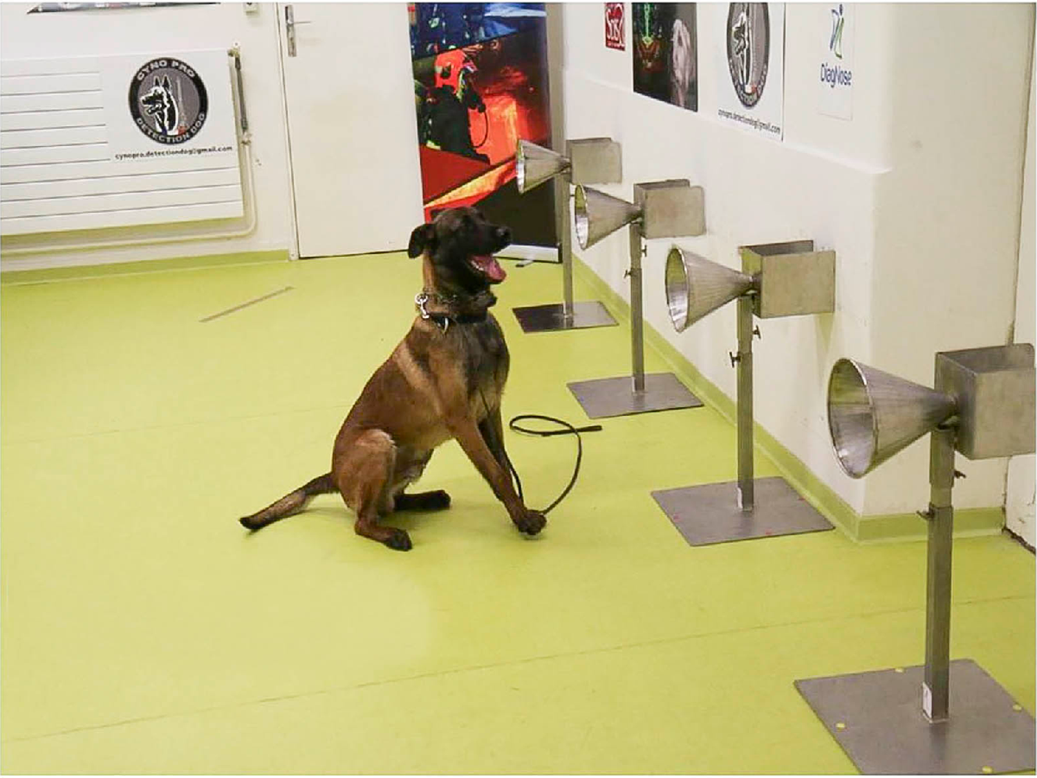Entrenan perros para detectar la presencia de coronavirus en personas