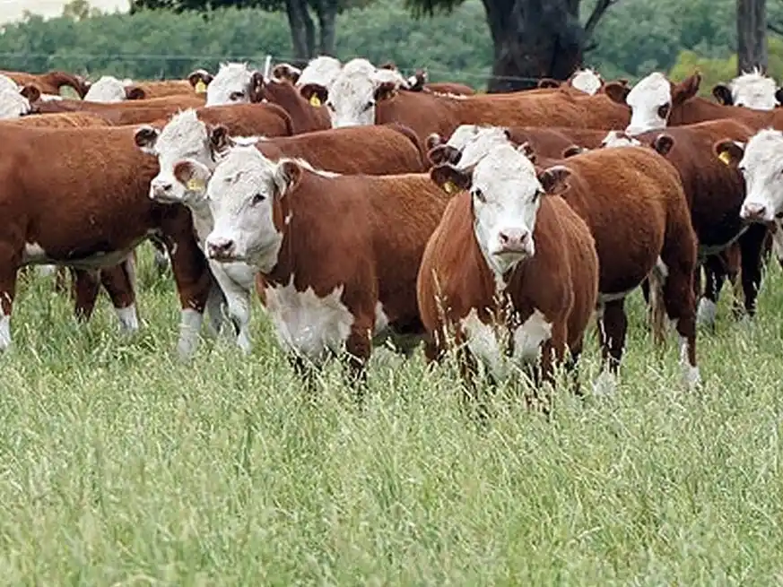 Desde mediados de marzo, el precio del novillito en el MAG prácticamente no se ha movido, registrando un virtual estancamiento en términos nominales, con promedios para la categoría que oscilan entre los $3.000 y $3.100 por kilo, sin una tendencia definida.