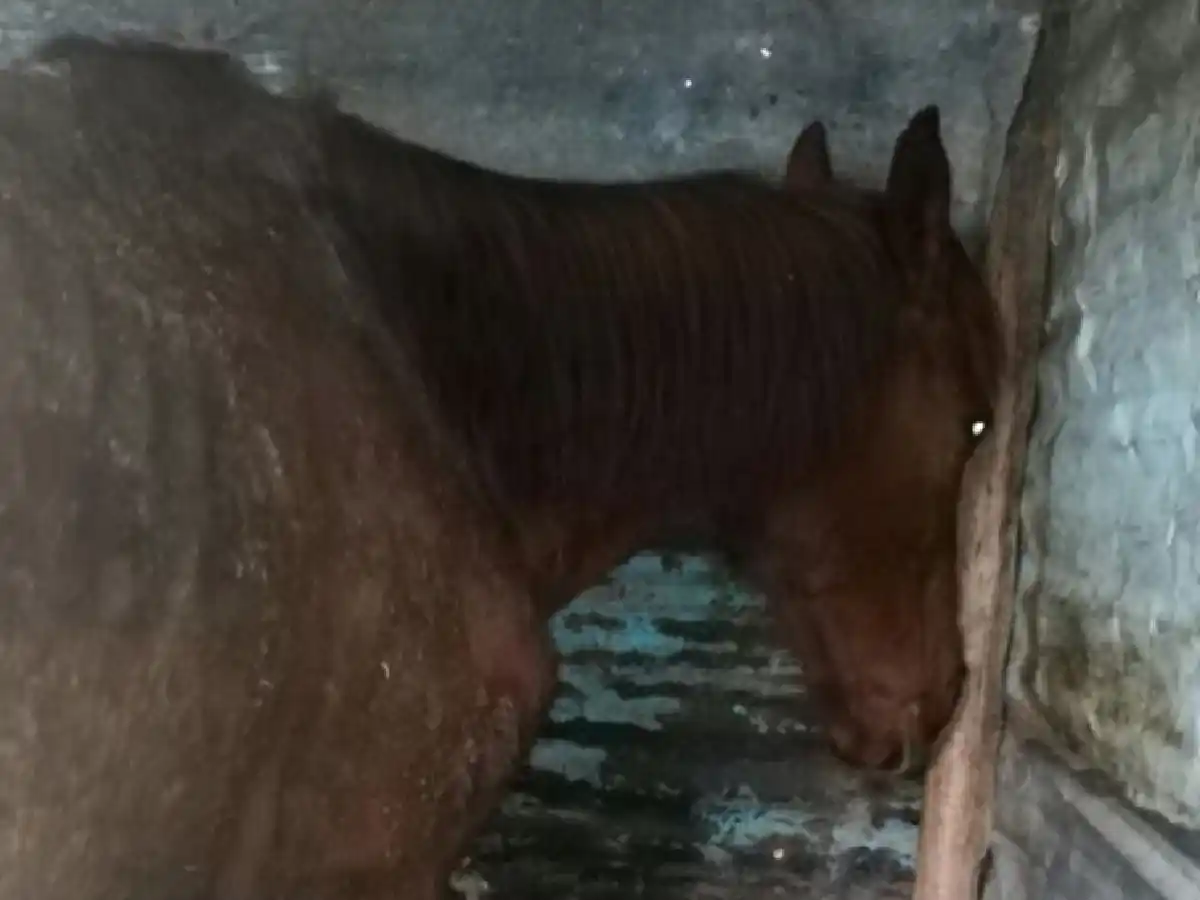 Iba a vender sus caballos para comer, pero les dio una mejor vida y así homenajeó a su mamá