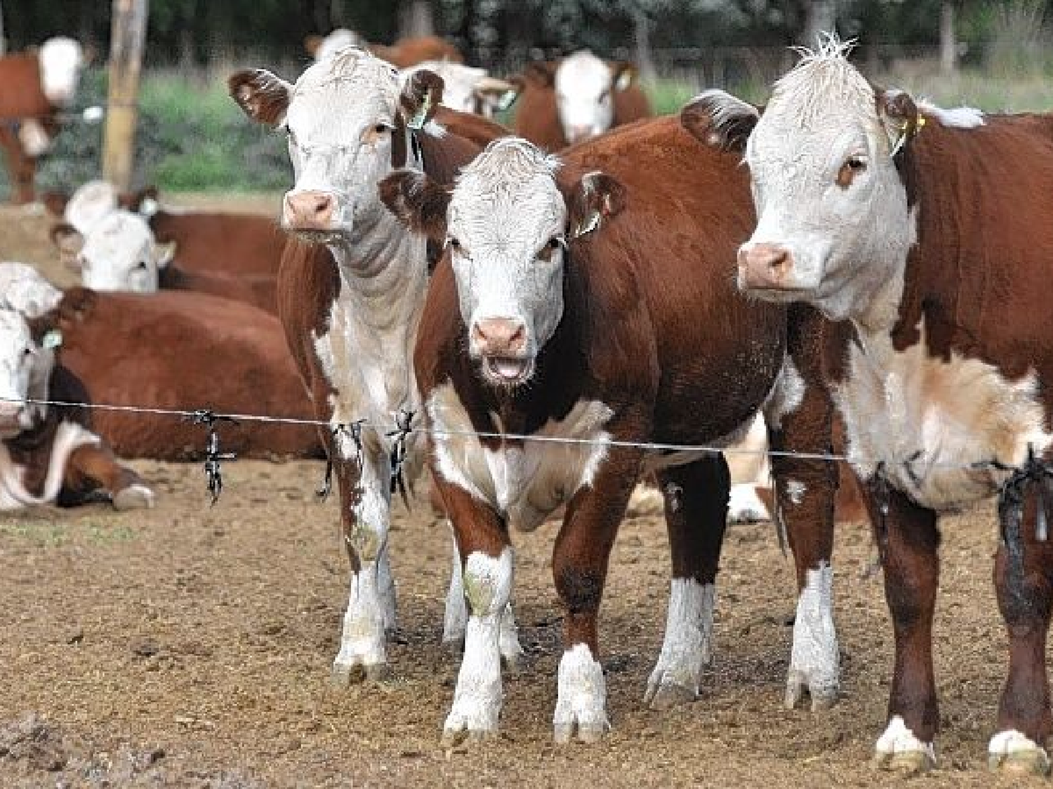Lo detuvieron luego de faenar vacuno en campo de Arroyito