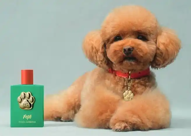 Dolce & Gabbana lanza FEFÉ: lo que debes saber sobre este perfume para perritos