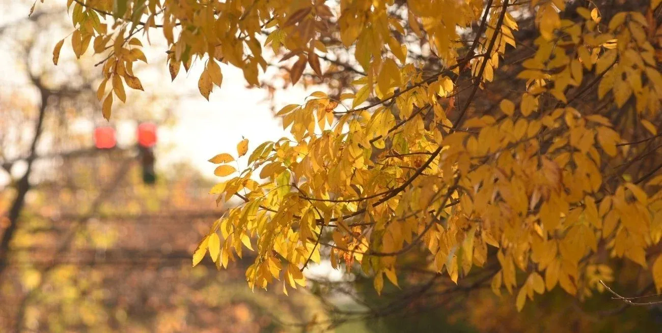 Se adelantó el otoño. Gentileza
