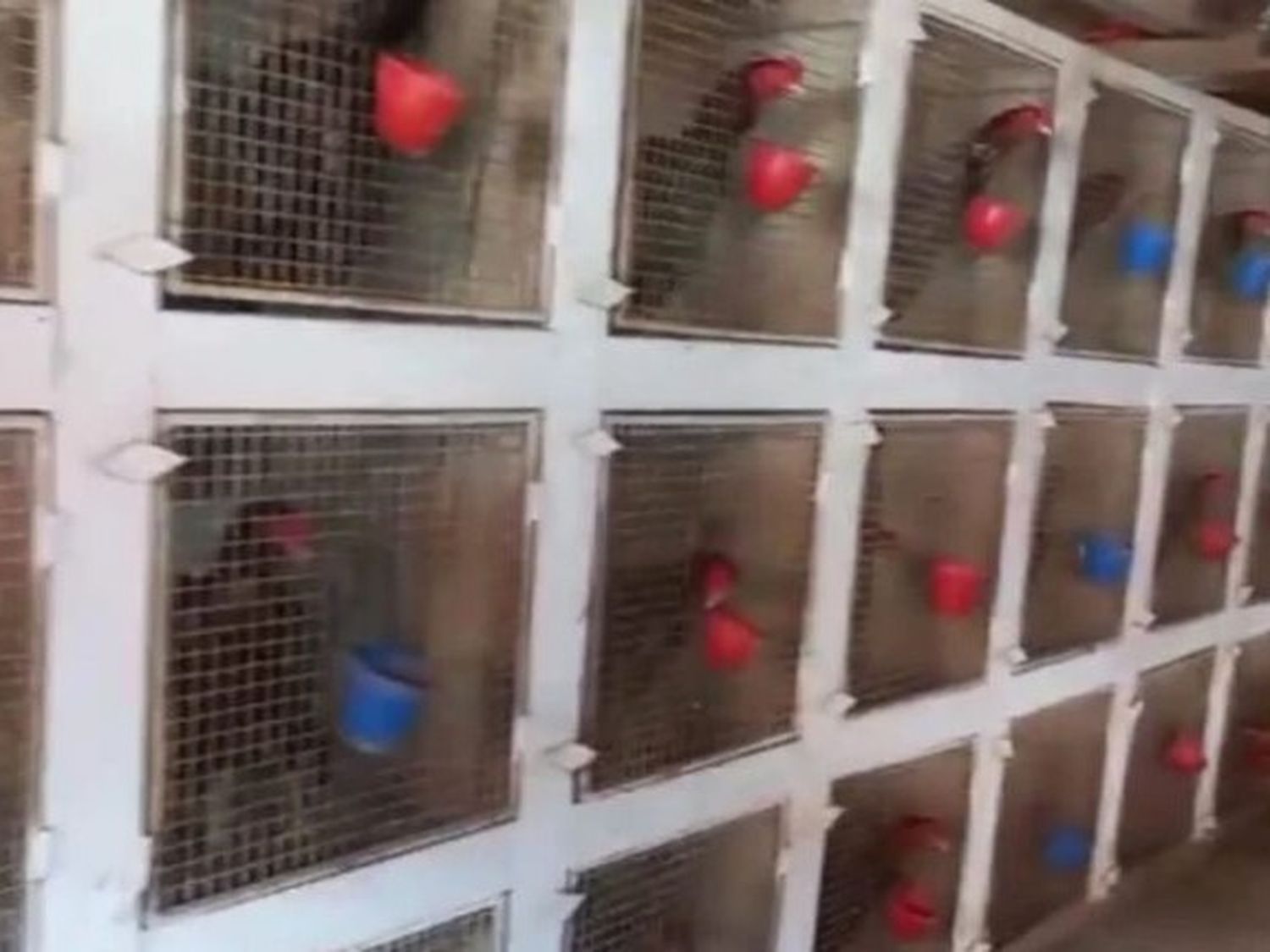 Mar del Plata: descubren un criadero de gallos de riña durante un allanamiento por robo