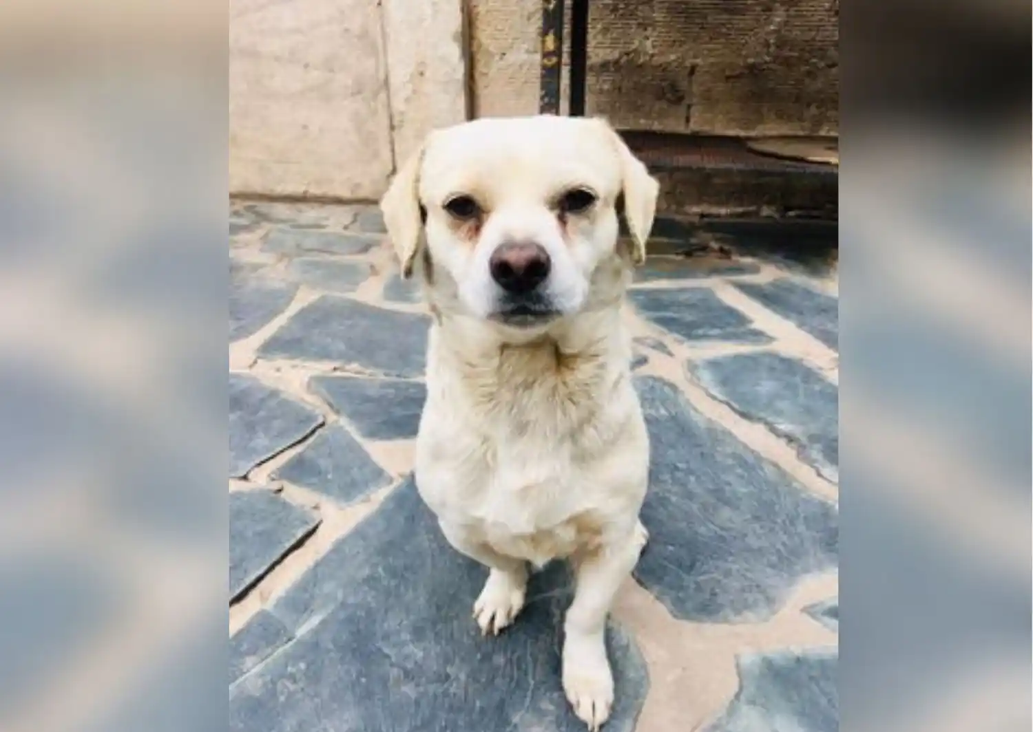 Perro encontrado: buscan a sus dueños