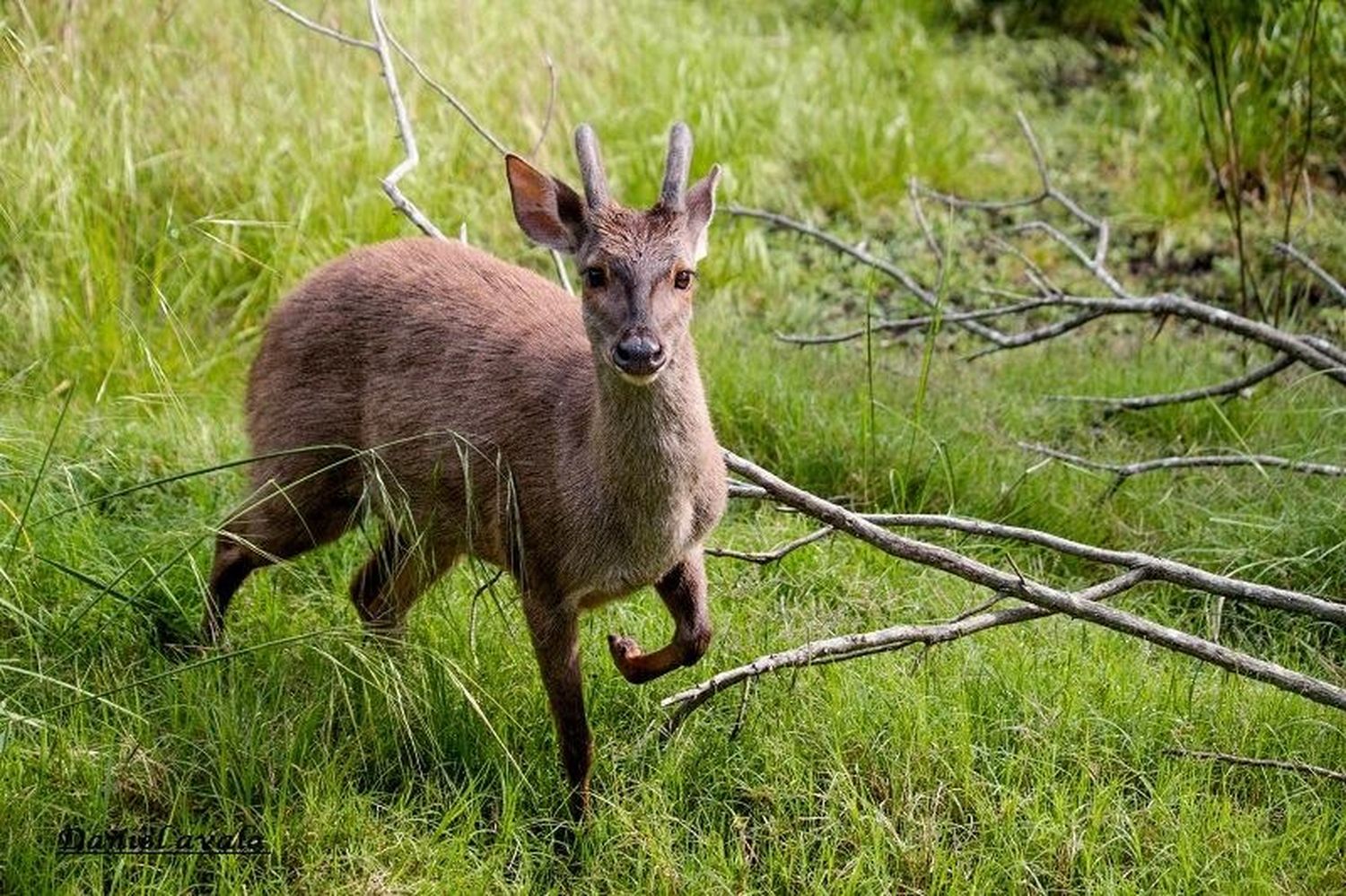 Las especies extintas y amenazadas de nuestra fauna autóctona y los esfuerzos por recuperarlas