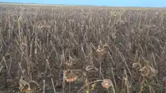 Granizó en algunas zonas de Tandil y provocó daños en los cultivos