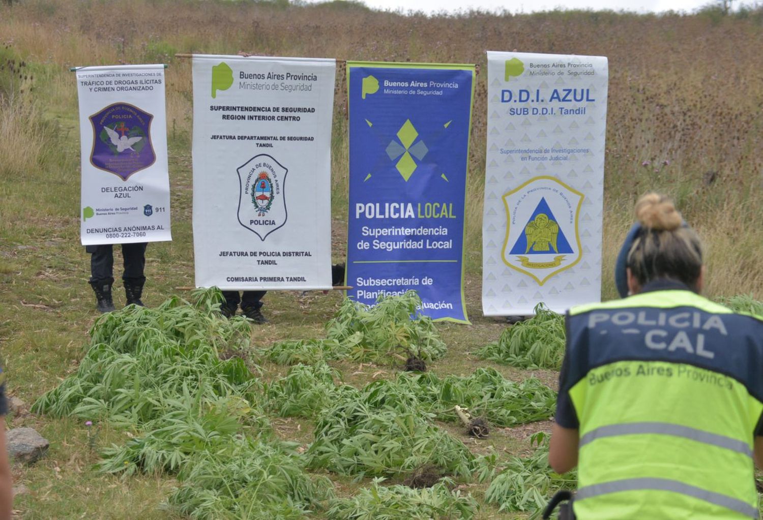 Buscaban una moto robada y dieron con una plantación de marihuana en Villa Cordobita