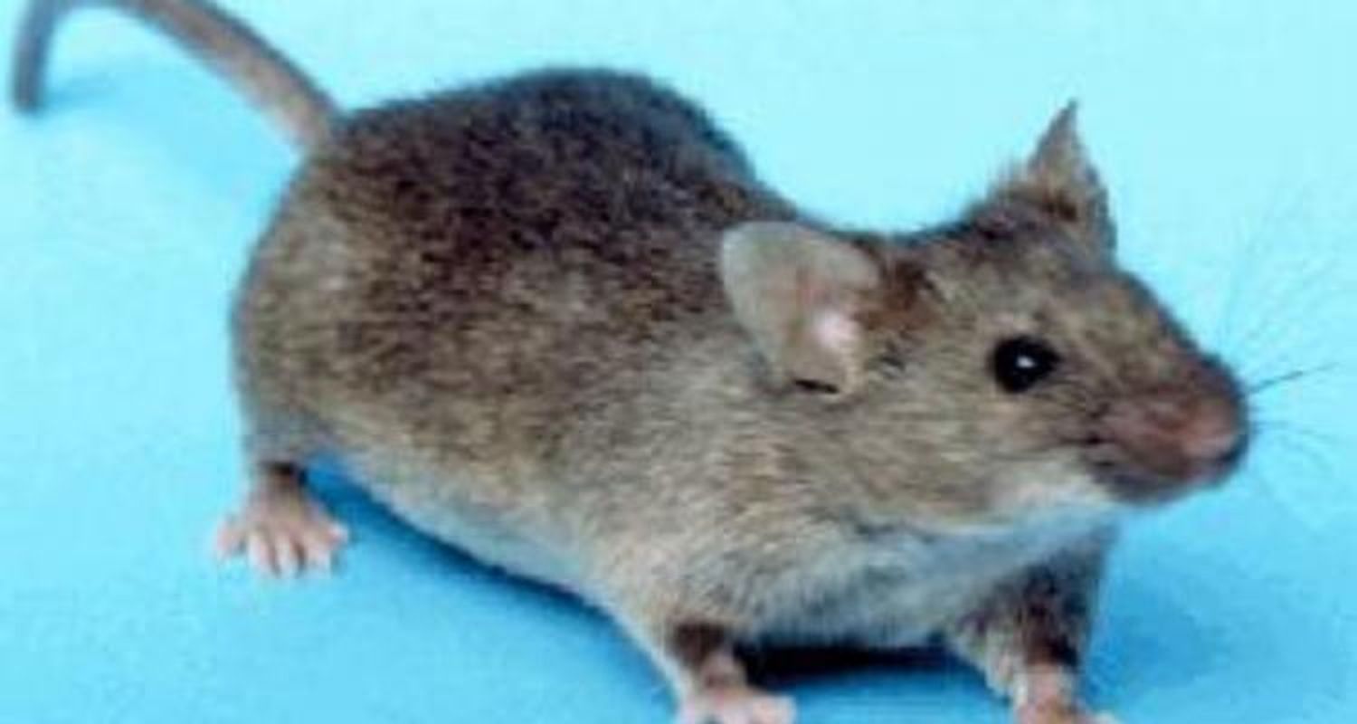 Continúa en terapia el paciente  que contrajo Hantavirus