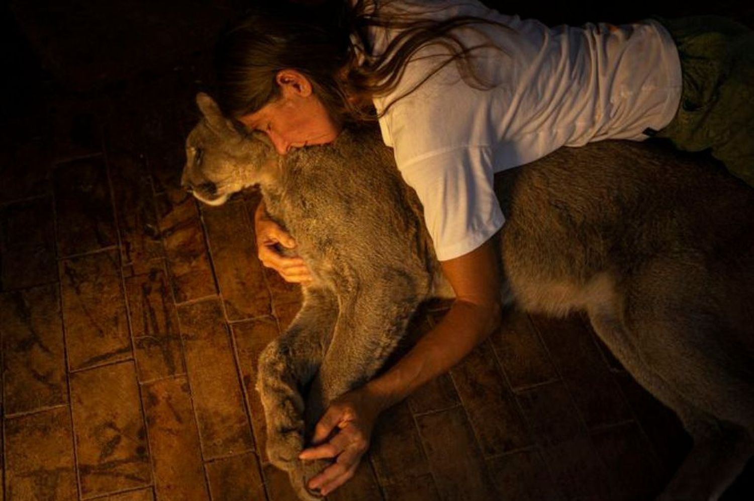 Quién es “Kai Pacha”, la cordobesa que convive con 17 pumas rescatados