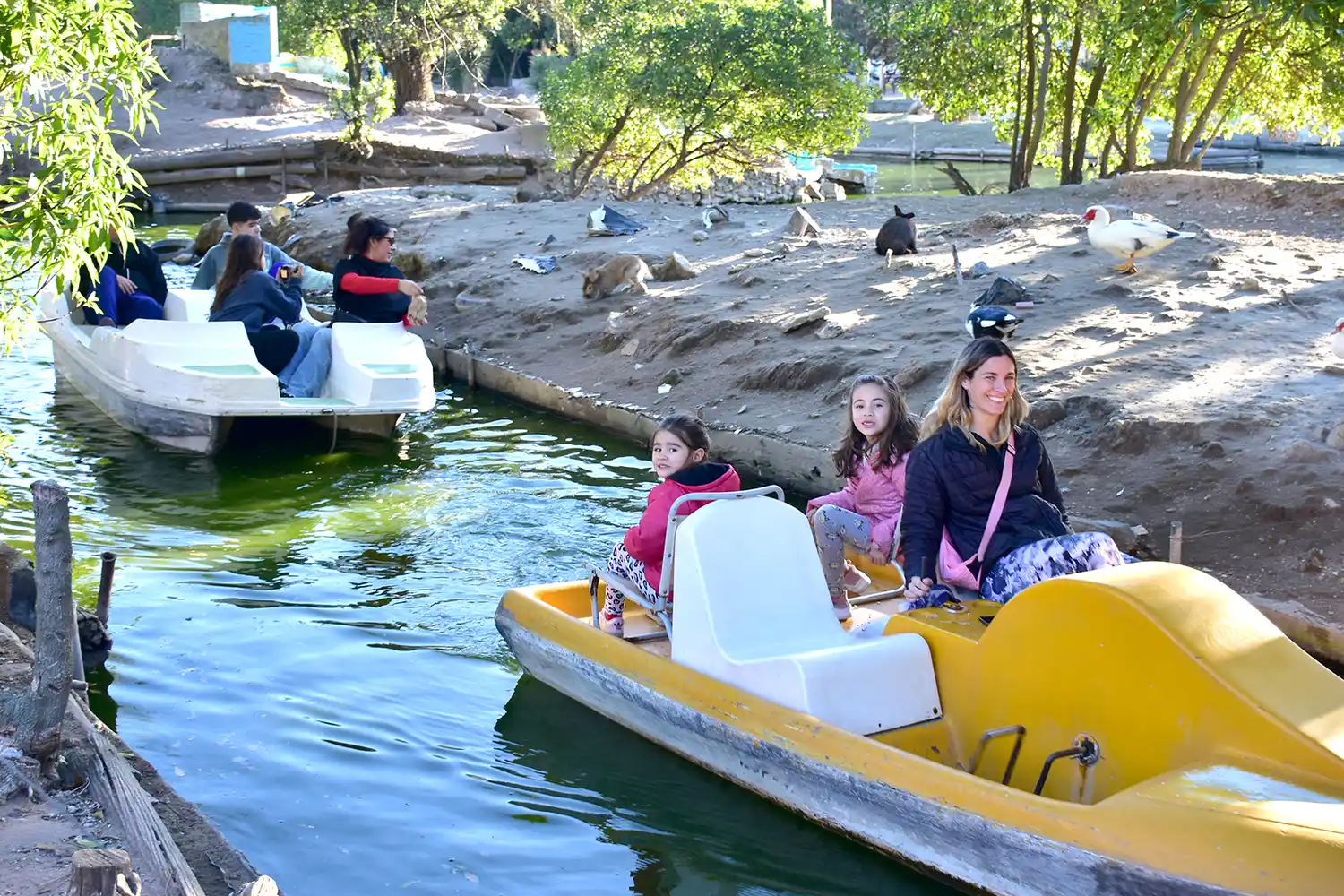 Un lugar para divertirse. El Lago de los Cisnes está en avenida 2, casi Pinolandia