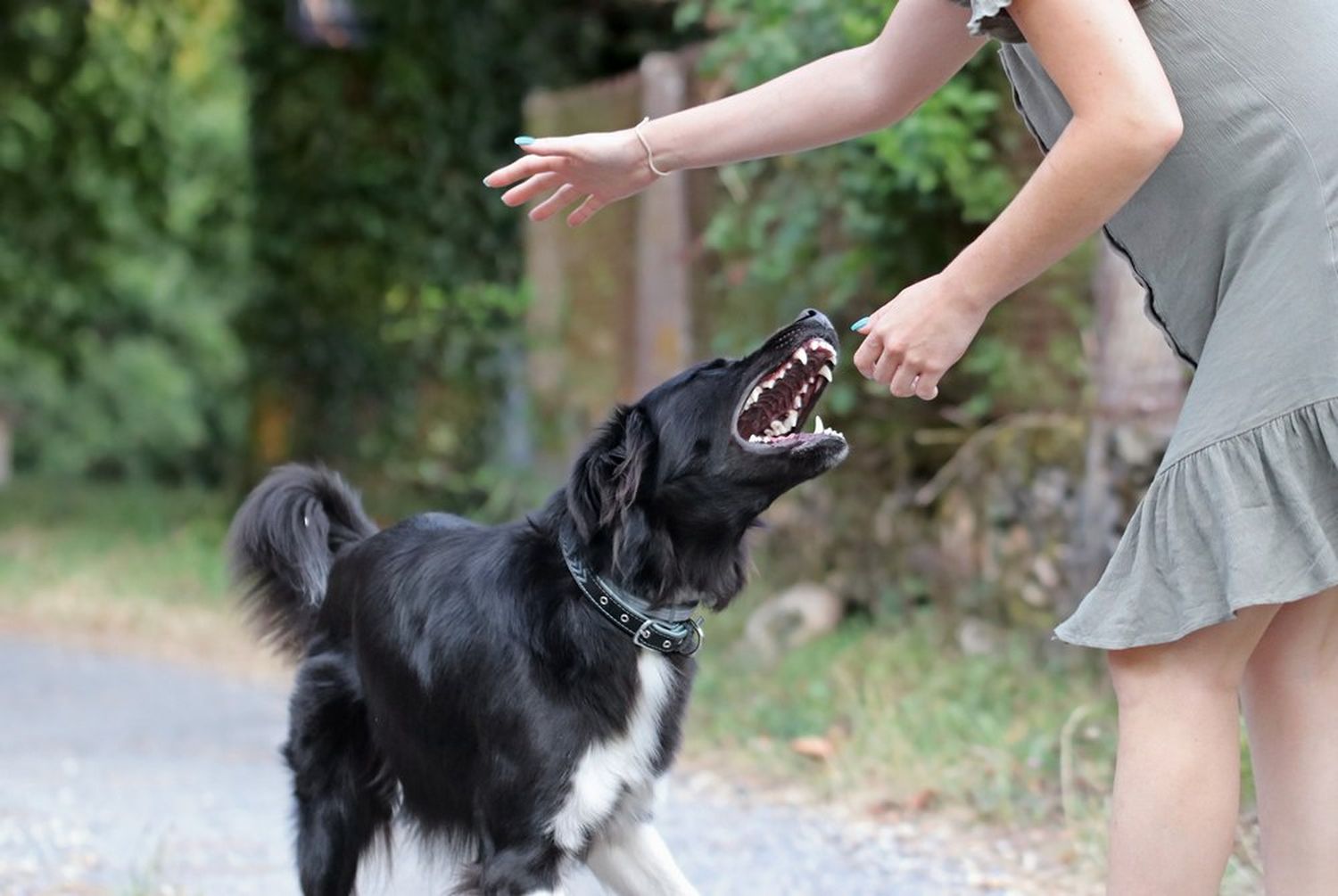 Firmat: la mordió un perro y denunció a su dueño