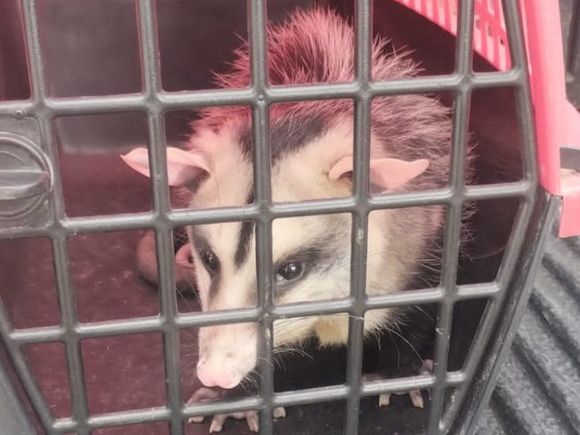 La Municipalidad informó que se registraron 112 rescates de animales en lo que va del año en Rosario