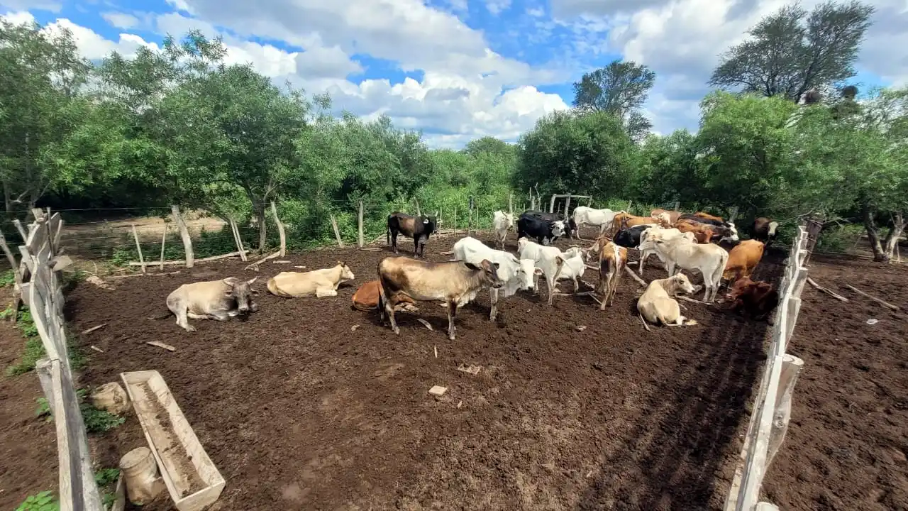 El Quebracho: secuestraron 32 vacunos ingresados ilegalmente desde Paraguay