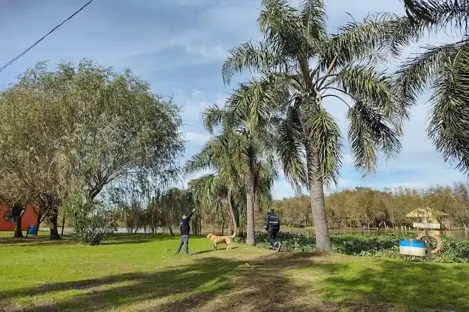 Confirman el primer caso de picudo rojo de las palmeras en territorio entrerriano