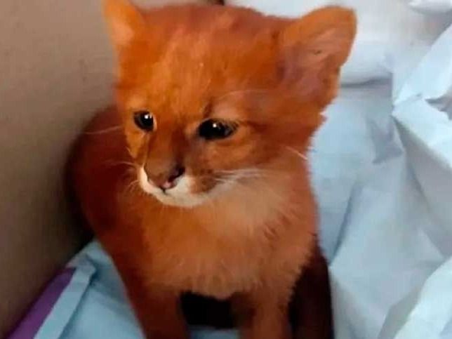 Cuidan a un ejemplar de Puma Jaguarundi hallado en la zona rural antes de su reinserción al hábitat natural