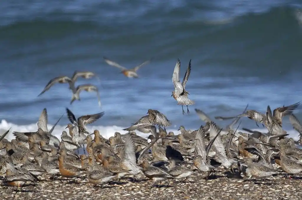 Las Grutas avanza en los protocolos para reactivar las playas