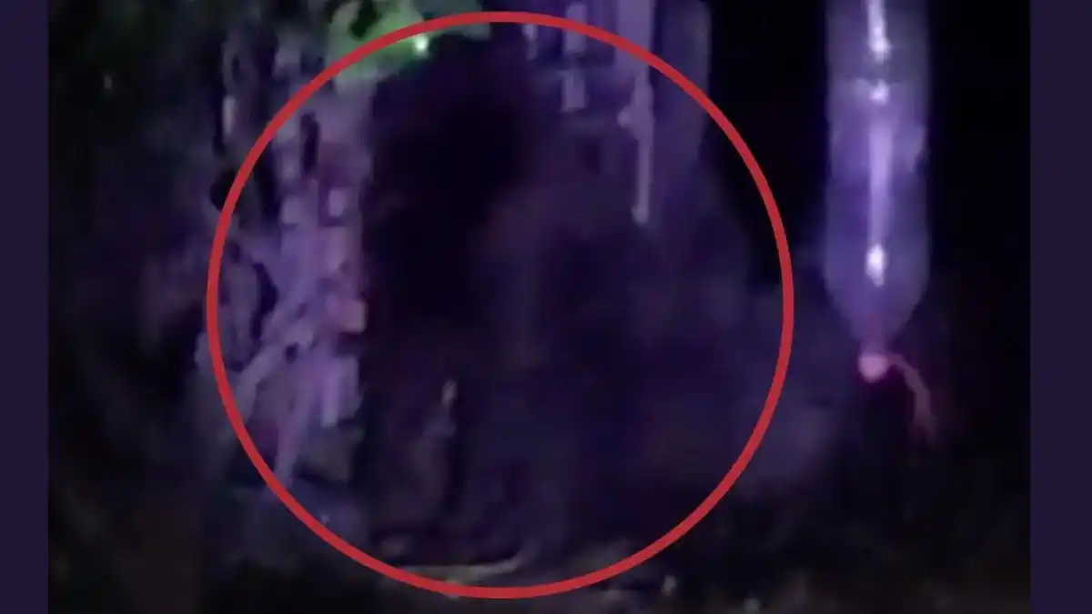 ¡ALERTA! Un gorila deambula en poblado mexicano (+ VIDEO)
