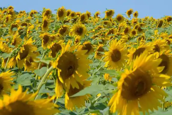 El girasol alcanzó rindes de 26 quintales por hectárea en el sudoeste bonaerense